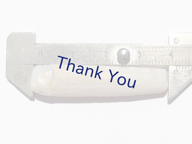 画像21: べレムナイト (21)