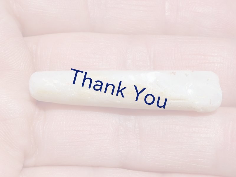 画像20: べレムナイト (20)