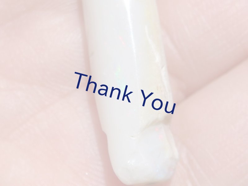 画像15: べレムナイト (15)