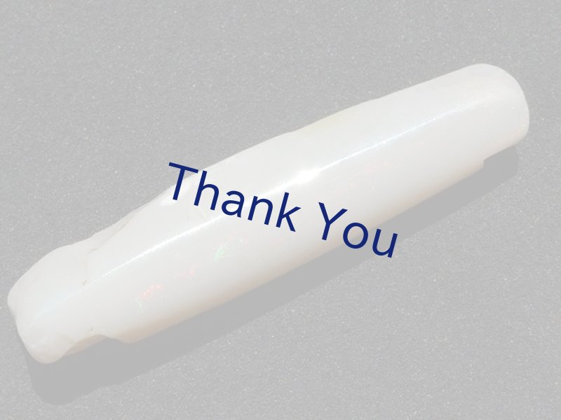 画像7: べレムナイト (7)