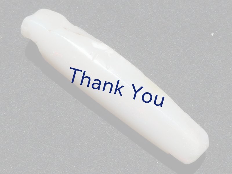 画像8: べレムナイト (8)