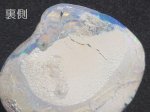 画像8: シェルオパール (8)