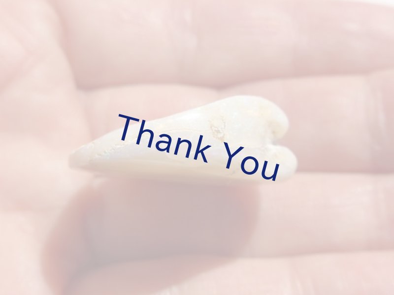 画像17: シェルオパール (17)