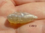 画像25: シェルオパール(ライトニングリッジ産) (25)