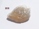 画像18: シェルオパール(ライトニングリッジ産) (18)