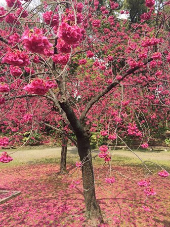 緋寒桜