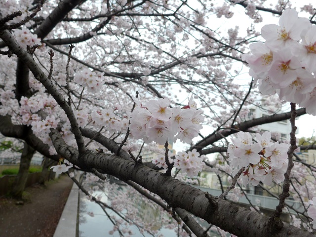 桜