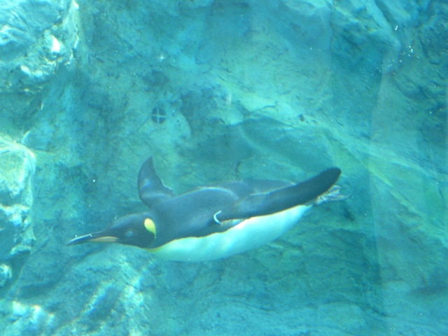 旭山動物園～ペンギン編