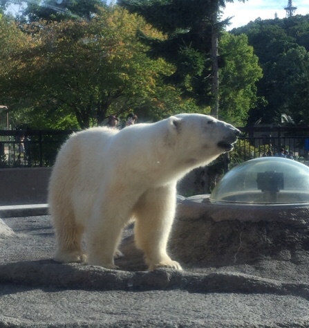 旭山動物園～白くま編