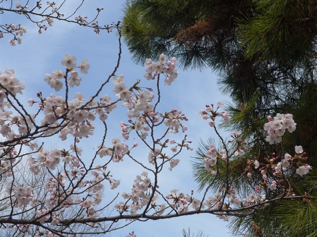 桜