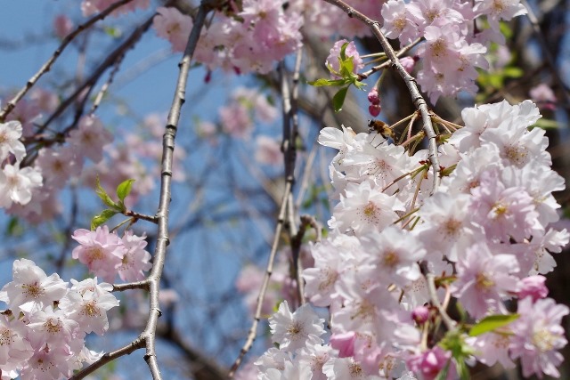 Sakura with Bee