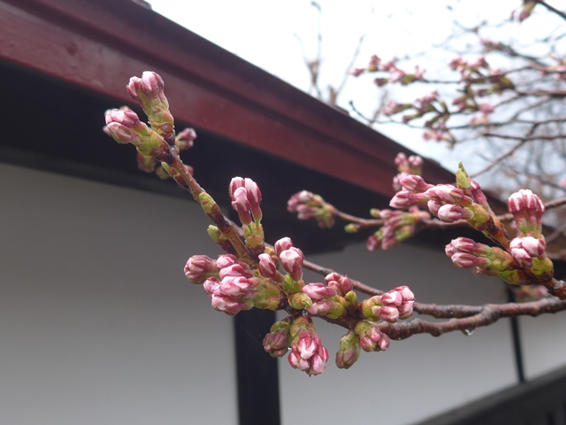 弘前の桜