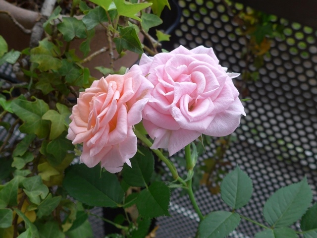 Pink Rose