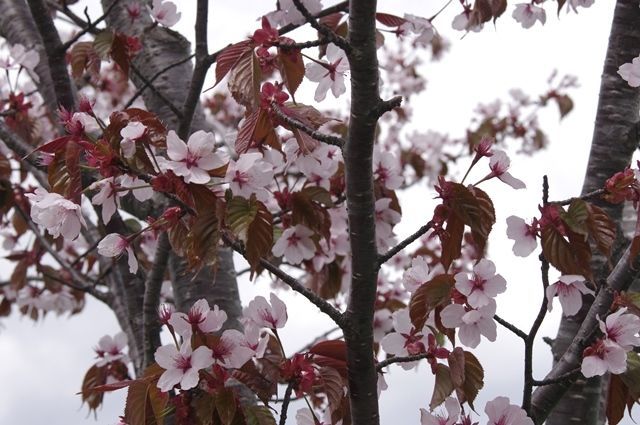 山桜