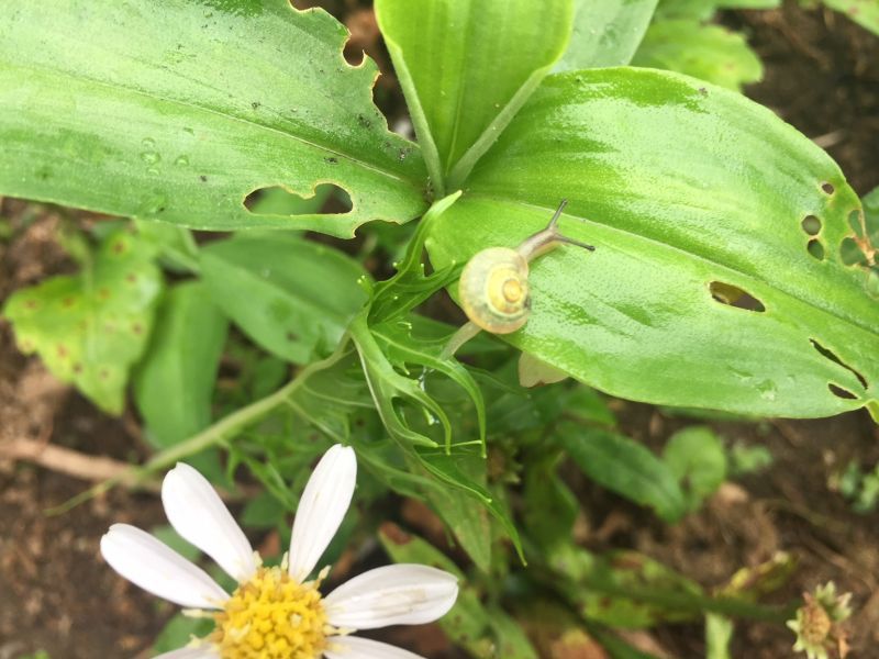 梅雨入り