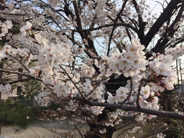 桜 2019