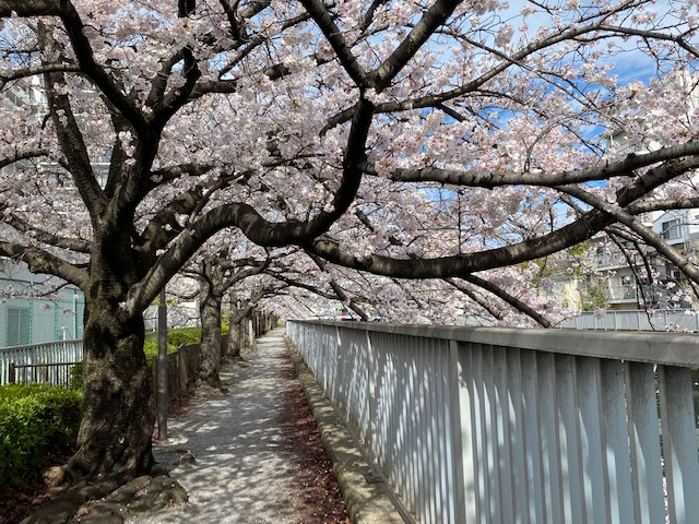 桜並木～2023