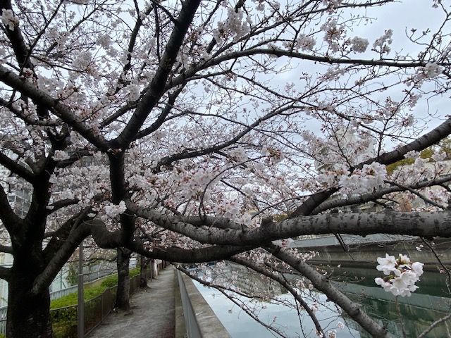 桜並木～2024