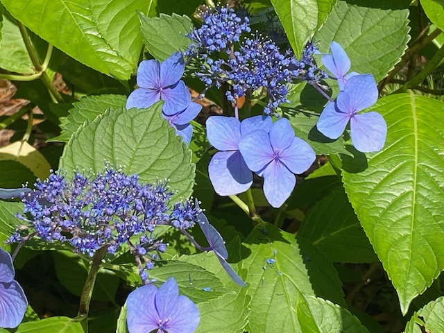 額紫陽花～2025