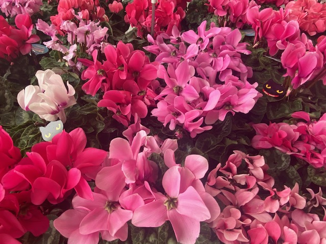 Season's Greeting ⛄