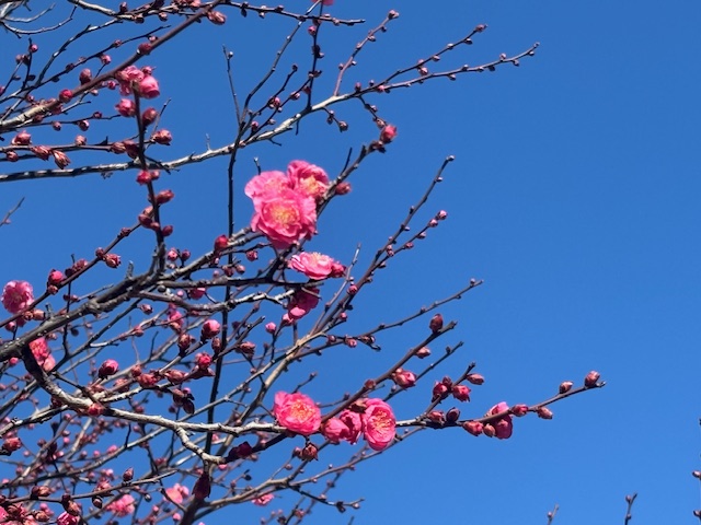 紅梅～2026