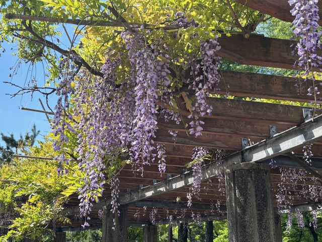 藤の花～2026