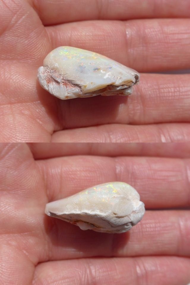 * shell ornament ❀*  シェル*  赤〜シルバーの貝がら